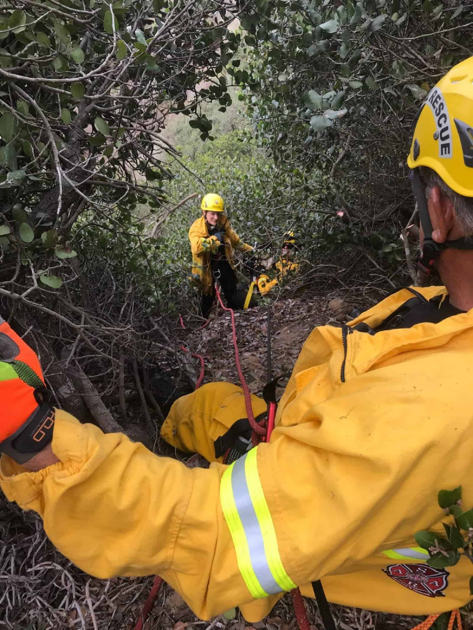 rescue team saving dog from ravine