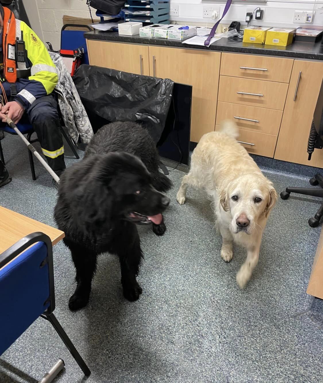 rescued dog and his friend hero