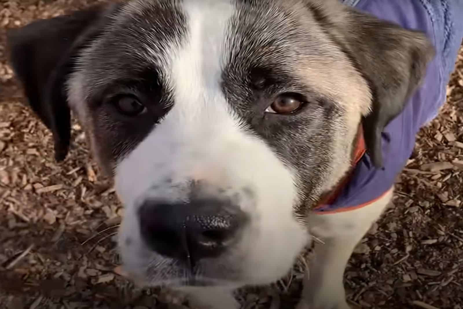 rescued dog angelica in the park