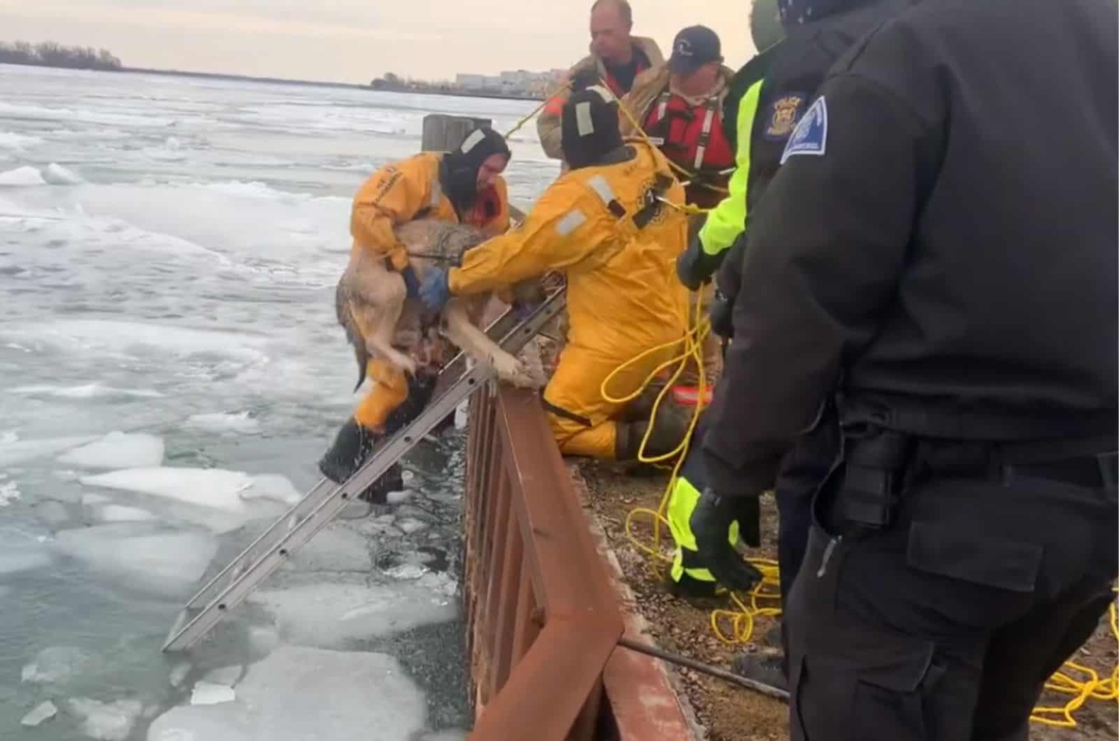 rescued dog from frozen river with rescue team