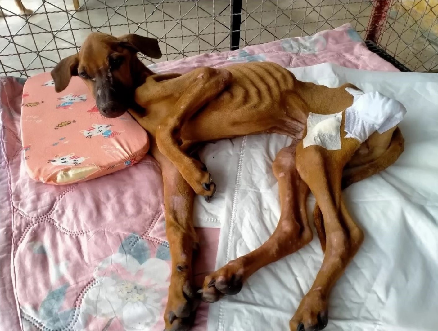 skin and bones rescue dog lying in its crate