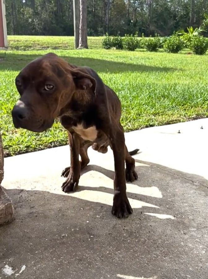 rescued dog in the yard