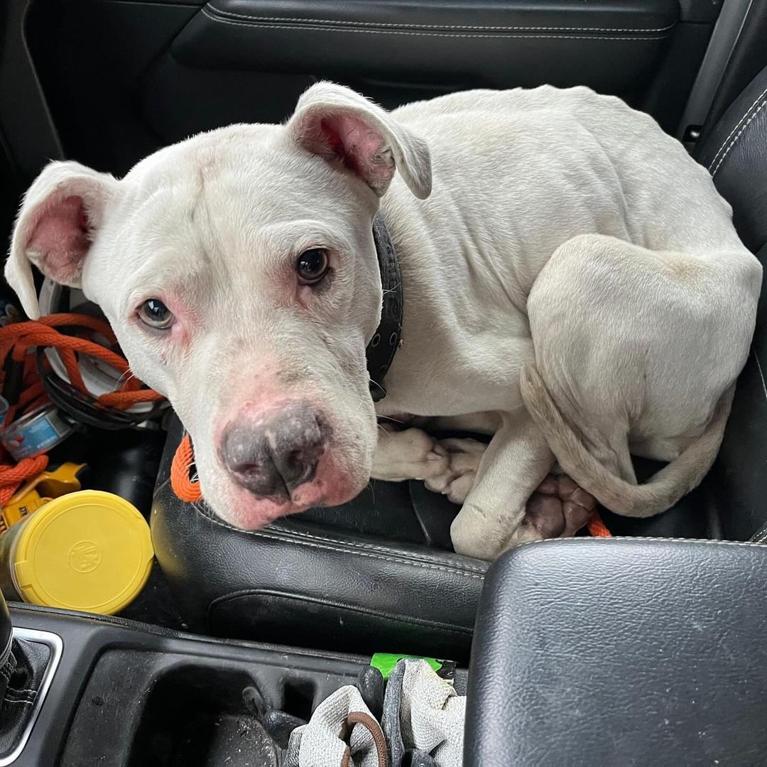 rescued dog lying in the car