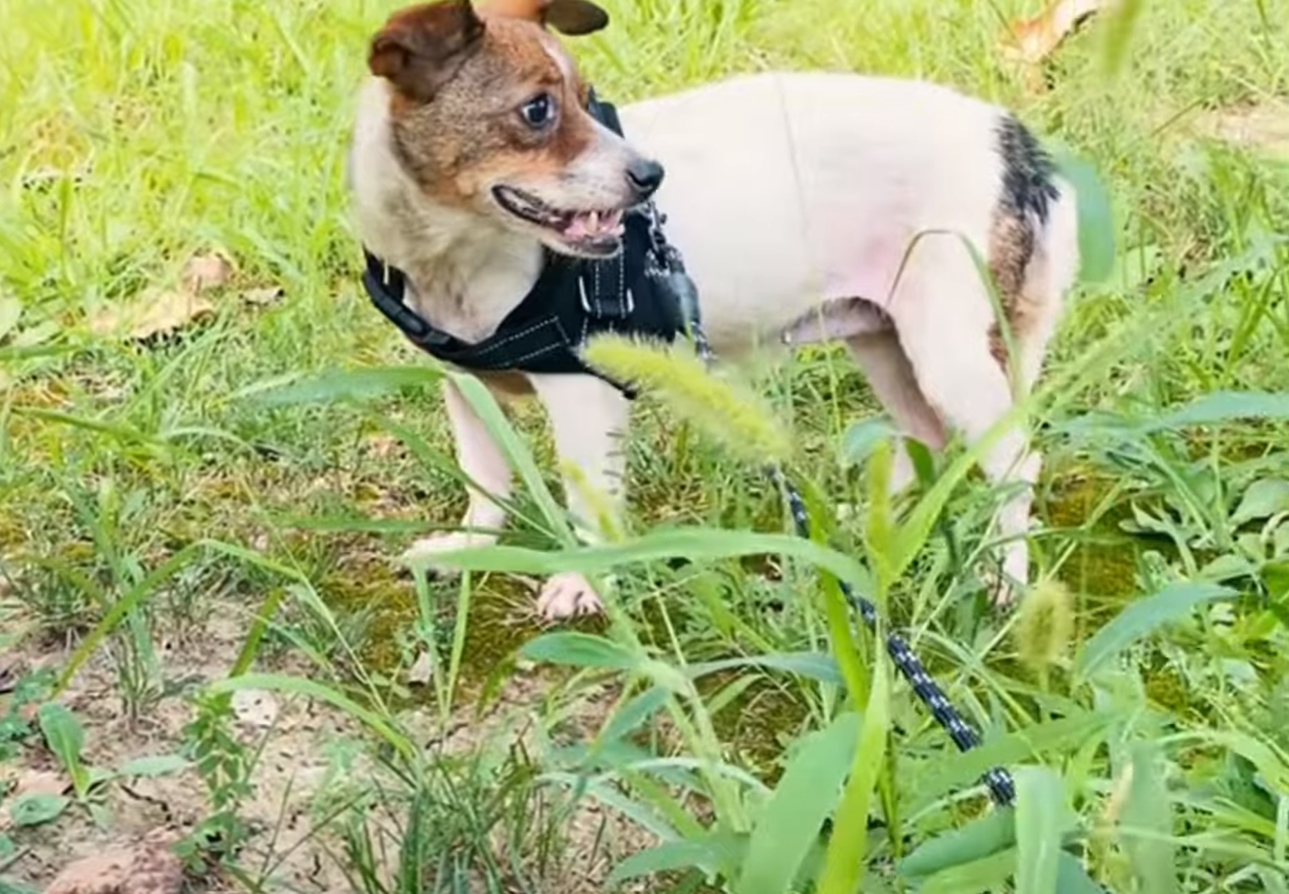 rescued dog on grass