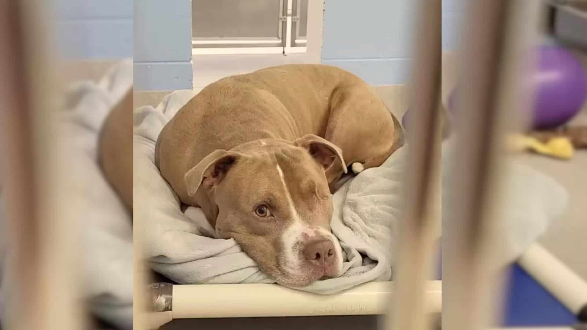 Rescued Dogs Get Excited When They Realize That It Is Laundry Day