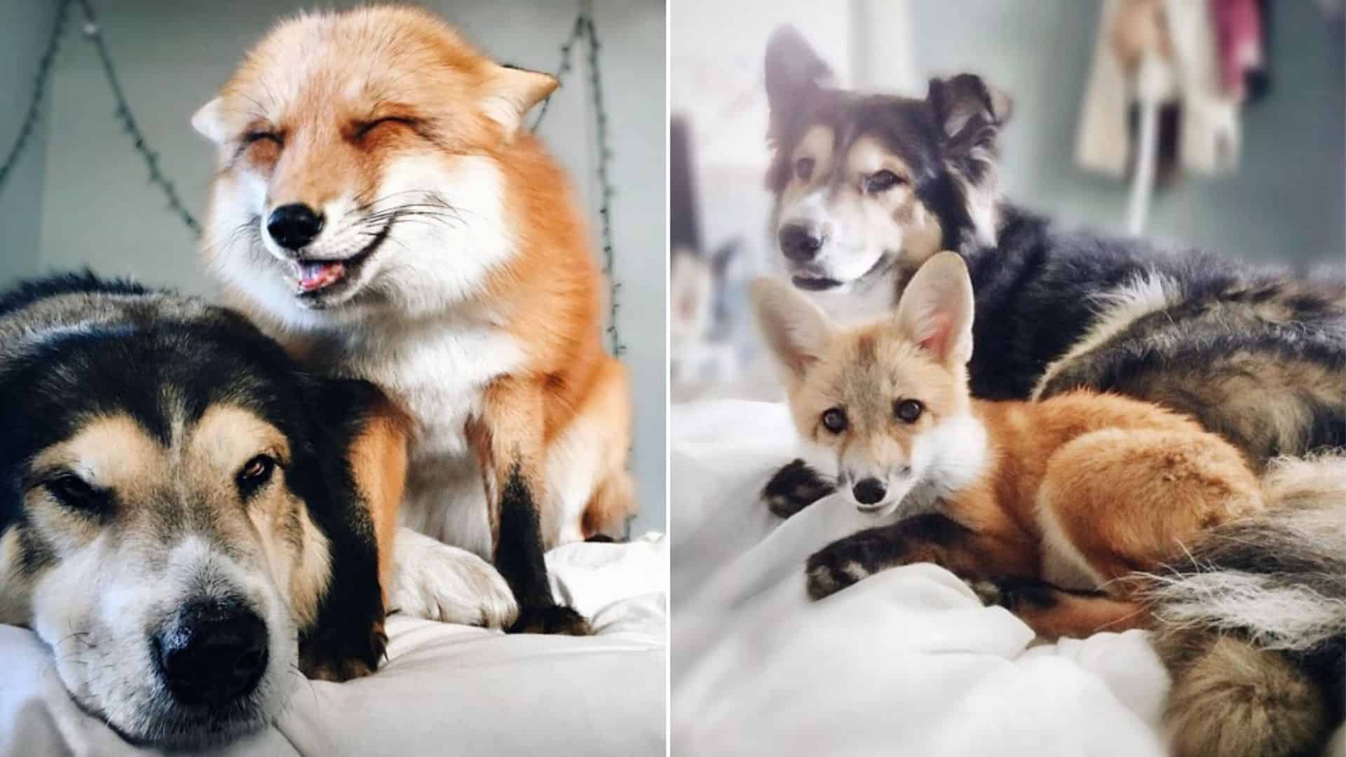 Australian Shepherd Forms The Cutest Friendship With A Rescued Fox