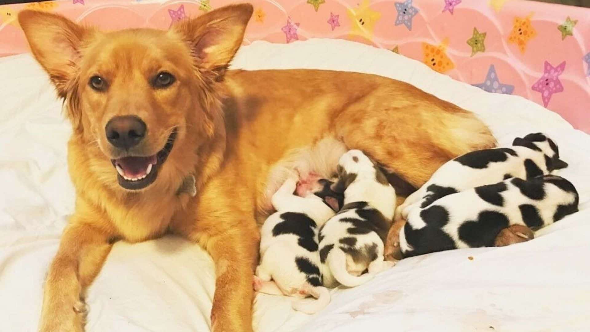 This Golden Retriever Has One Of The Most Unique Litters That You’re Gonna See