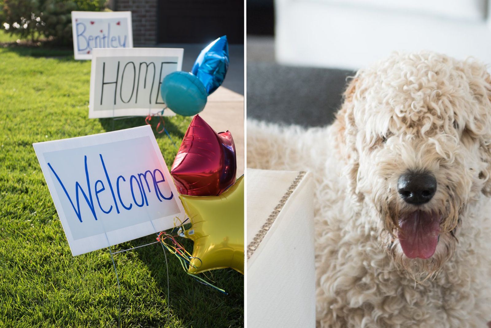 rescued goldendoodle in a new home