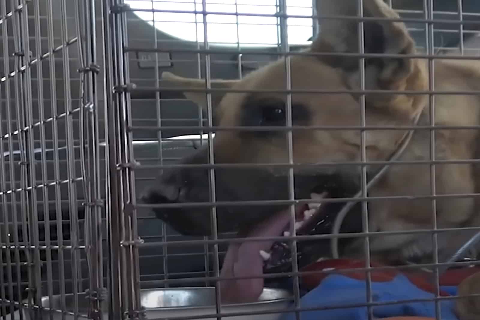 Rescued GSD in a cage with tongue sticking out