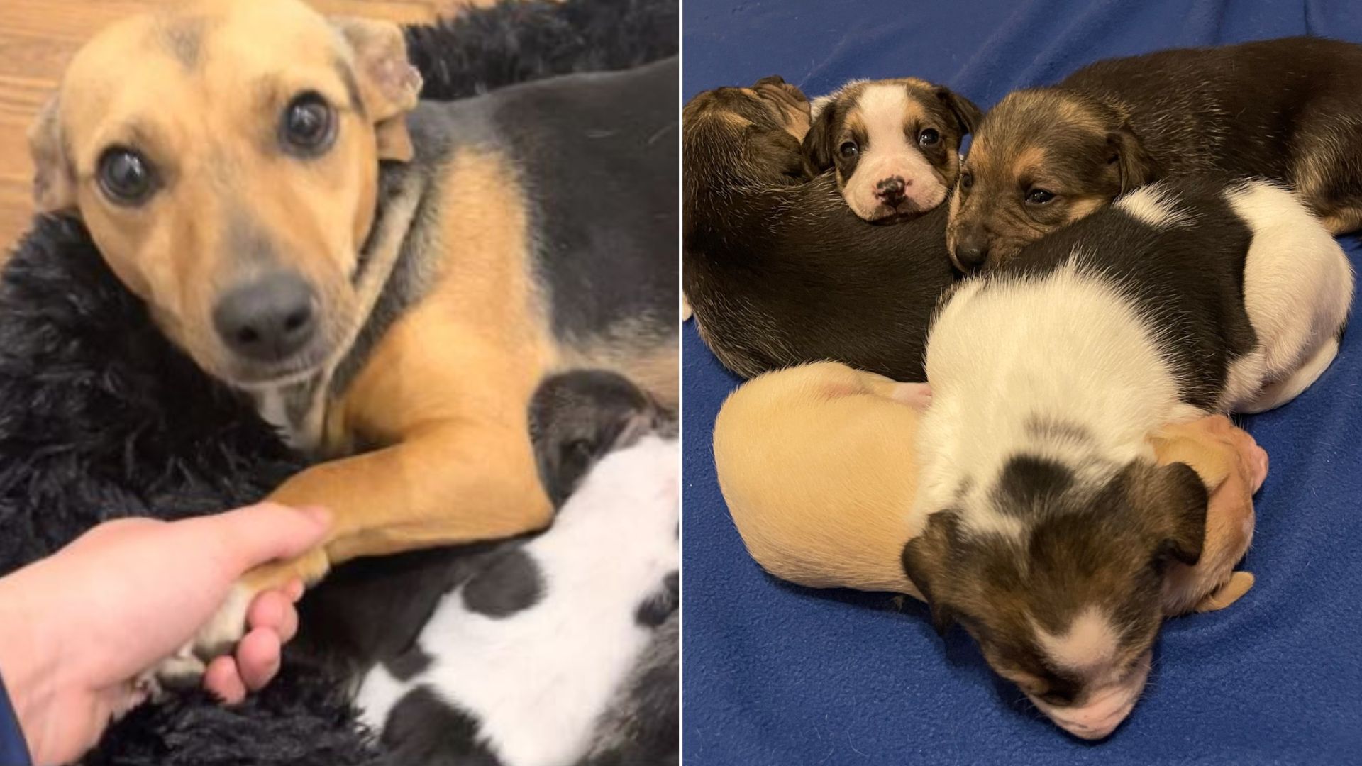 Rescued Mama Dog Loves Having Her Paw Held While She Takes Care Of Her Babies 