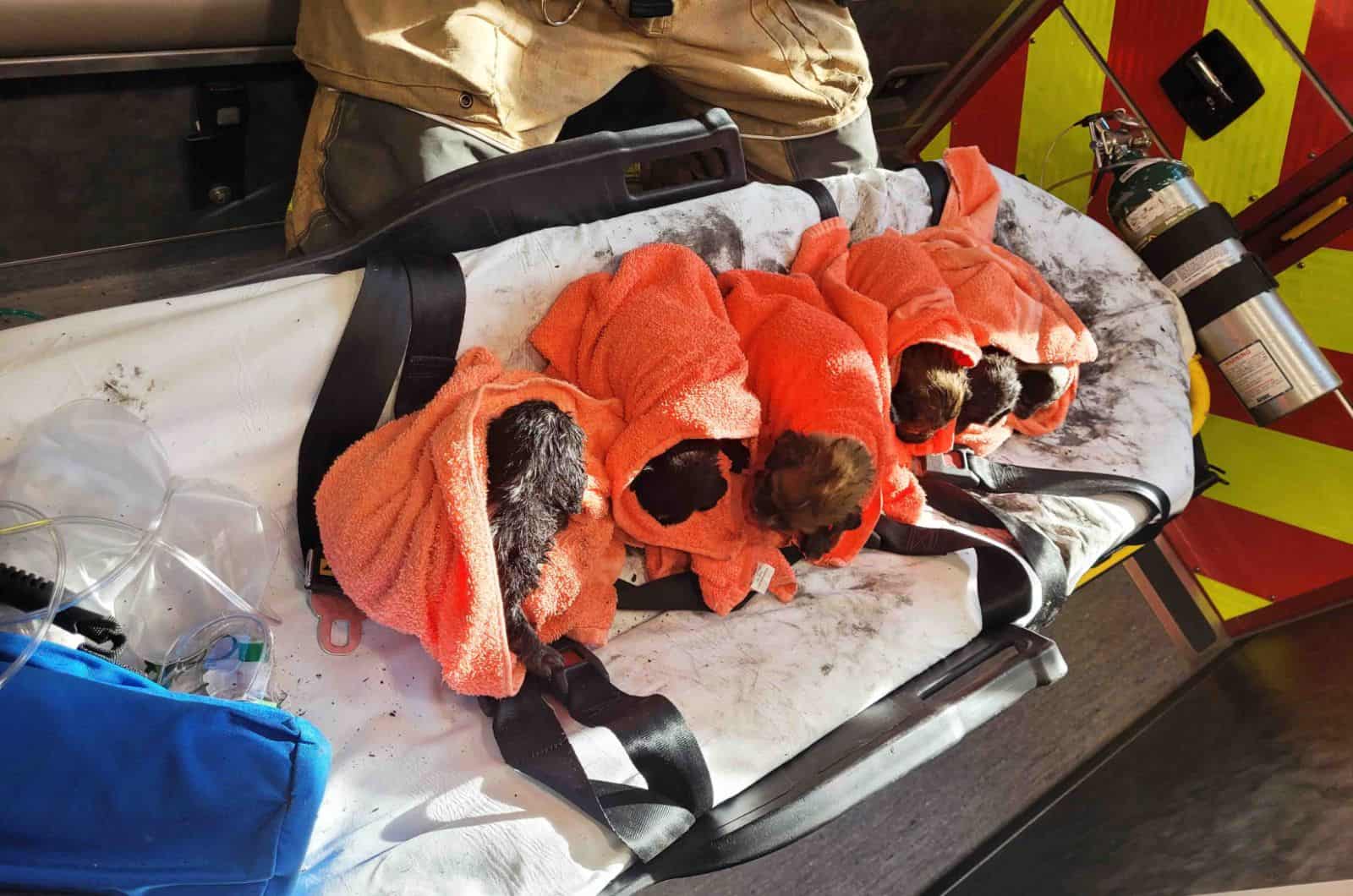 rescued puppies from burning building