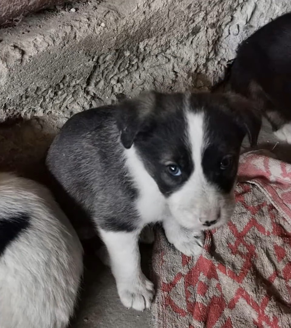 rescued puppies from the forest