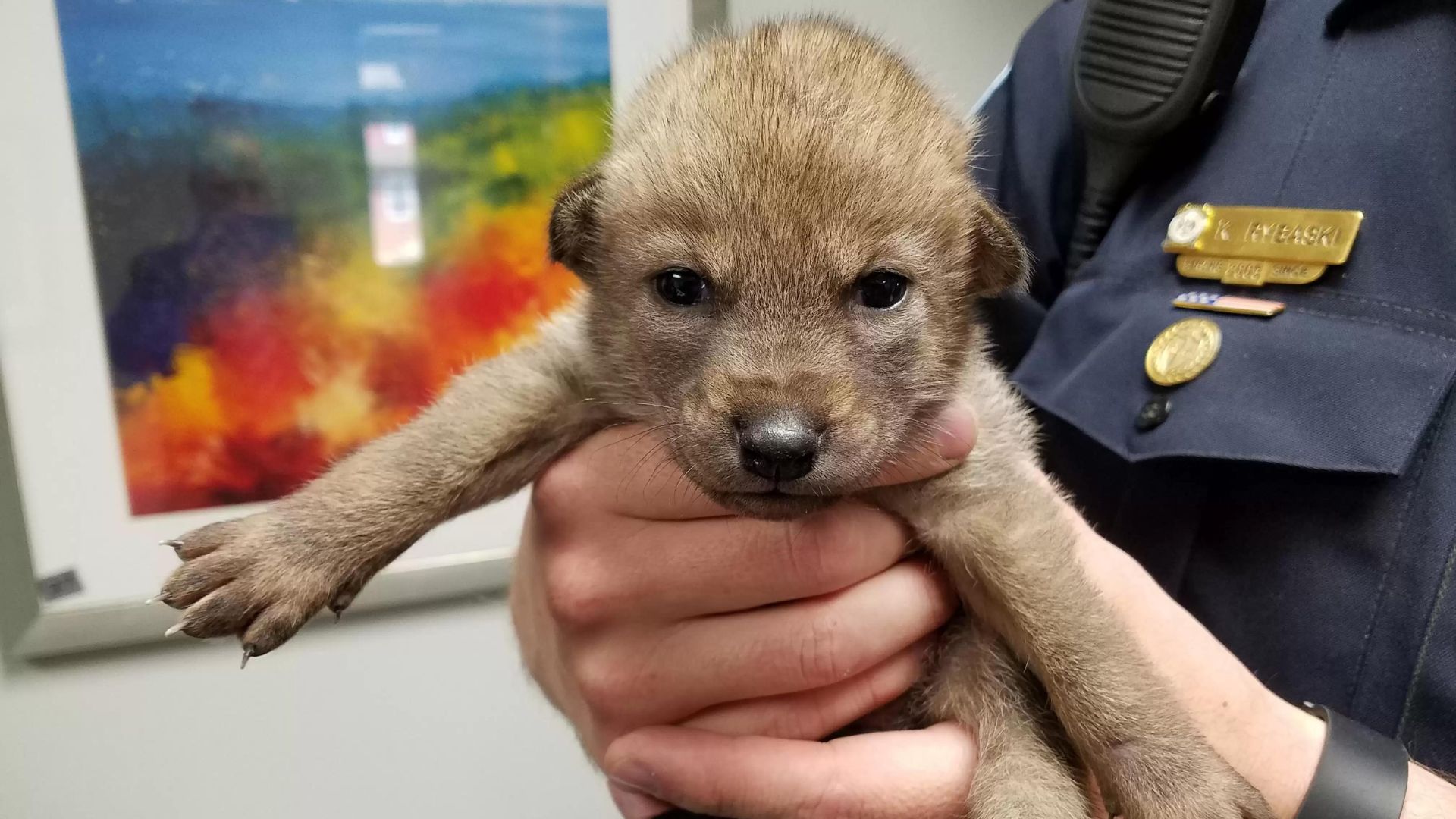 Police Officers Were Surprised To Learn That The Puppy They Saved Was Something Else Entirely