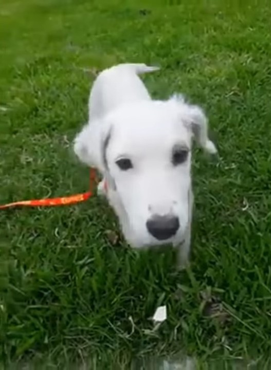 rescued puppy in the yard