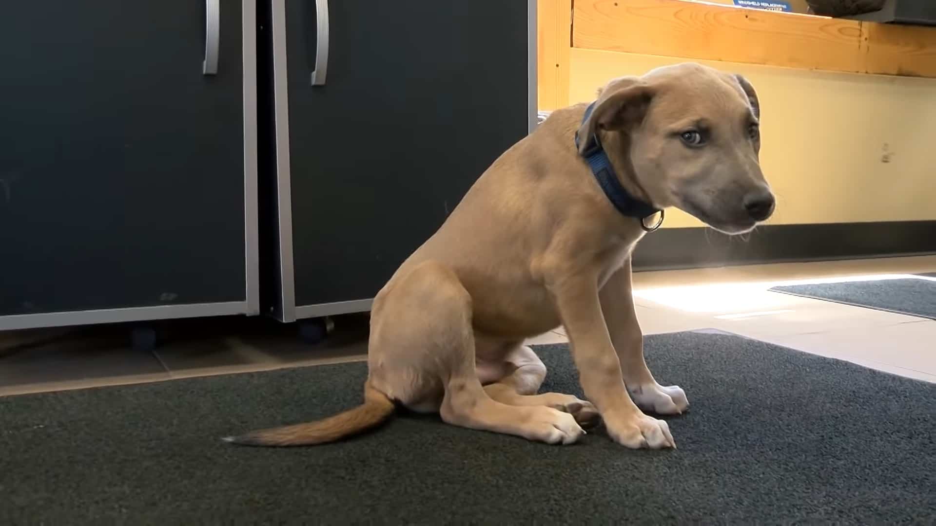 rescued puppy sitting on carpet sad