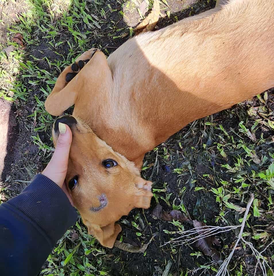 rescued puppy with woman