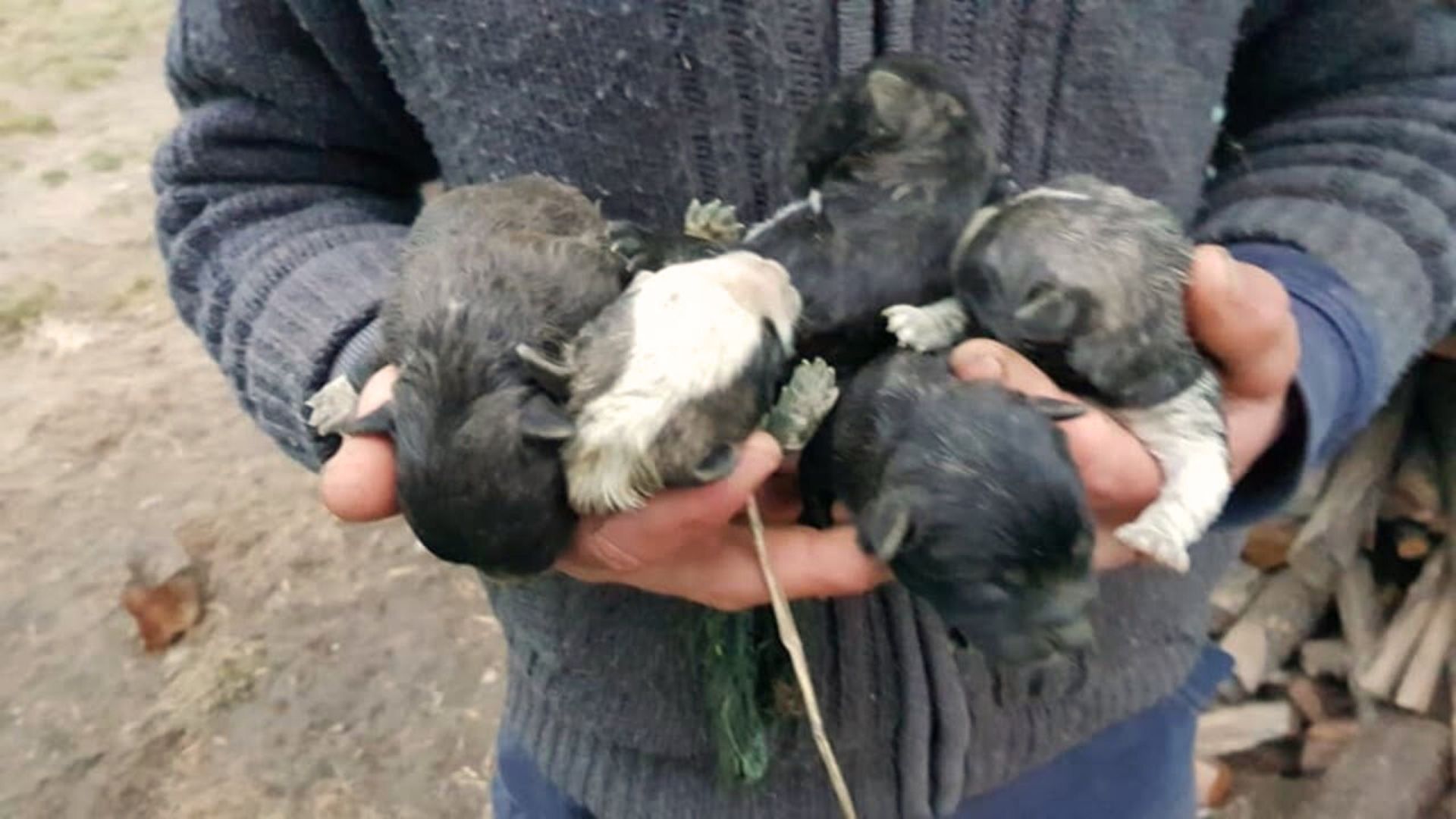 Rescuer Found A Box In The Woods And Was Surprised When He Discovered What Was Inside