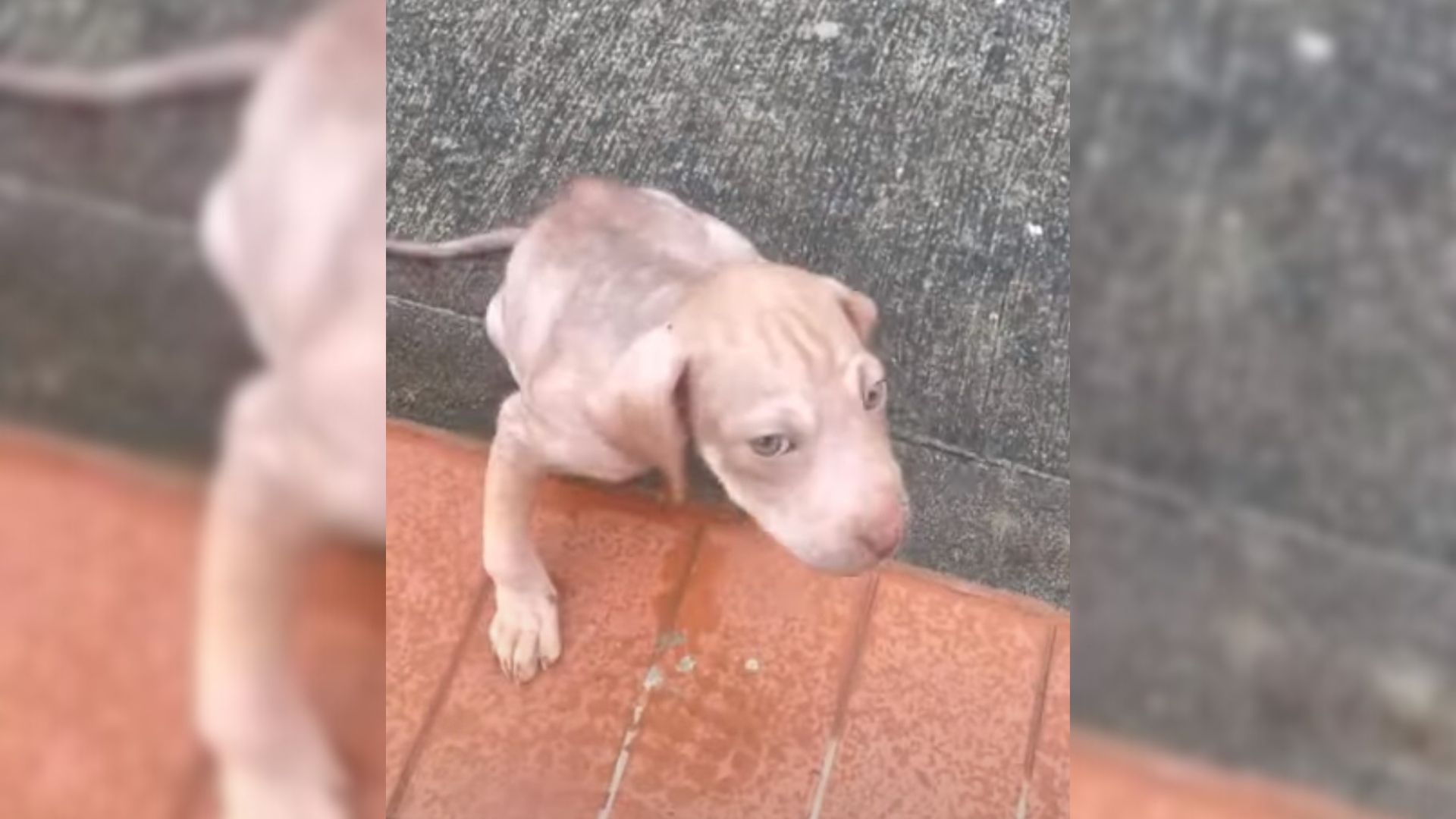 Abandoned Two-Month-Old Puppy Hugs His Injured Sister, Hoping To Find Help