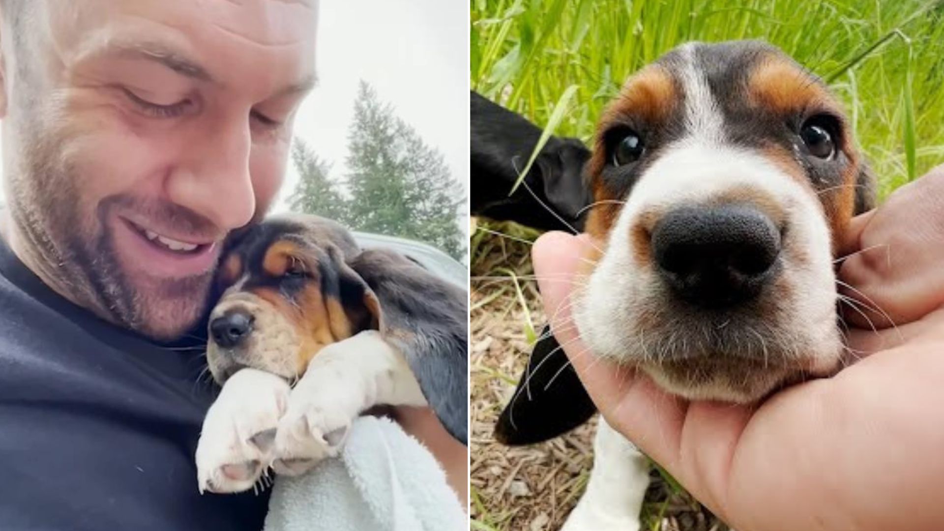 Abused Puppy Finds The Perfect Home In Oregon And Becomes A Brand New Dog