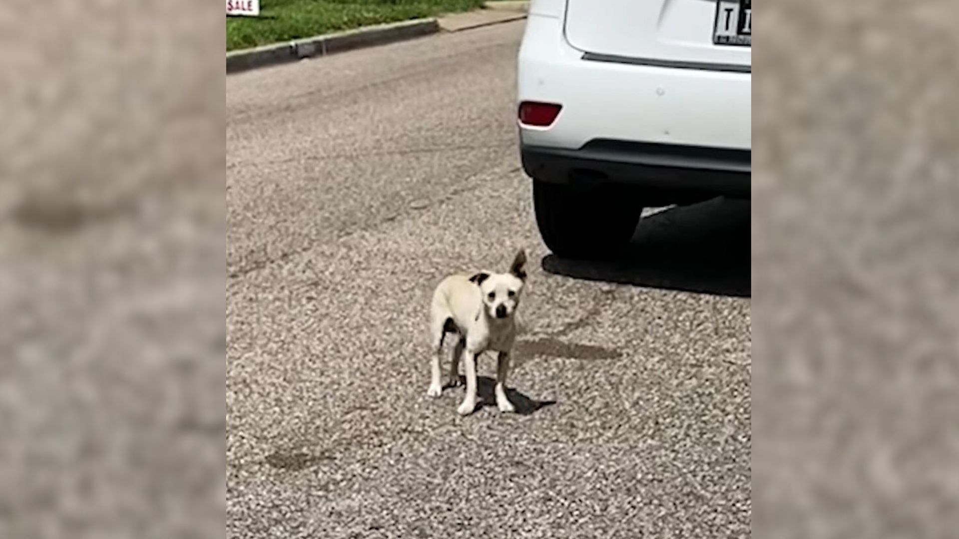 Rescuer Noticed Something Was Off About A Stray Dog She Saw So She Decided To Help Him