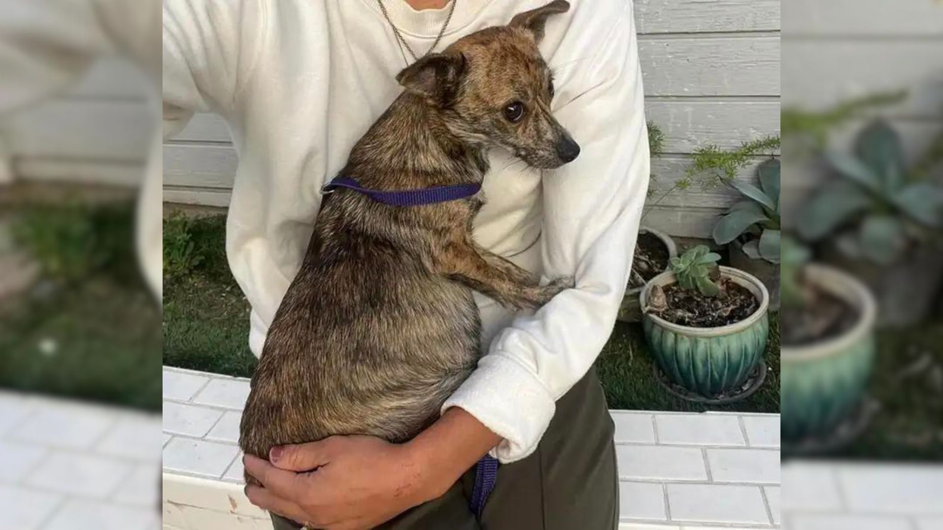 Rescuers Saved A Pregnant Dog Only To Learn That The Dad Was Also In The Shelter