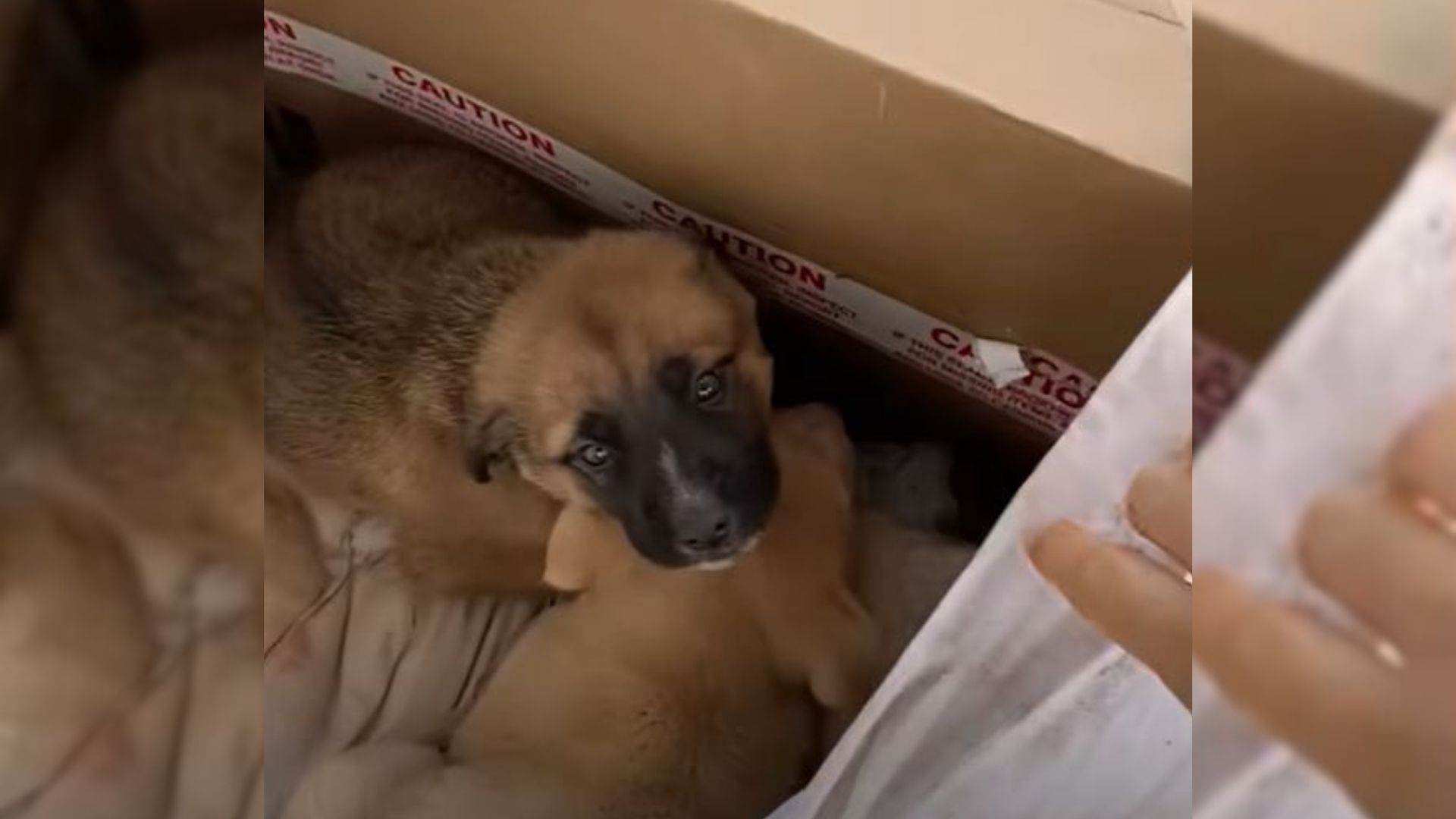 Rescuer Saw A Post Online About Unwanted Puppies And Immediately Decided To Help Them 