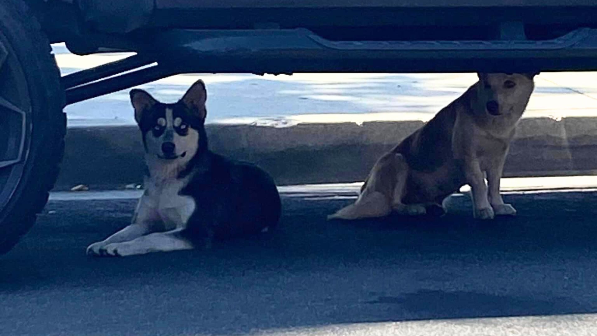 Woman Shocked To Discover More Than 3 Dogs That Needed To Be Rescued