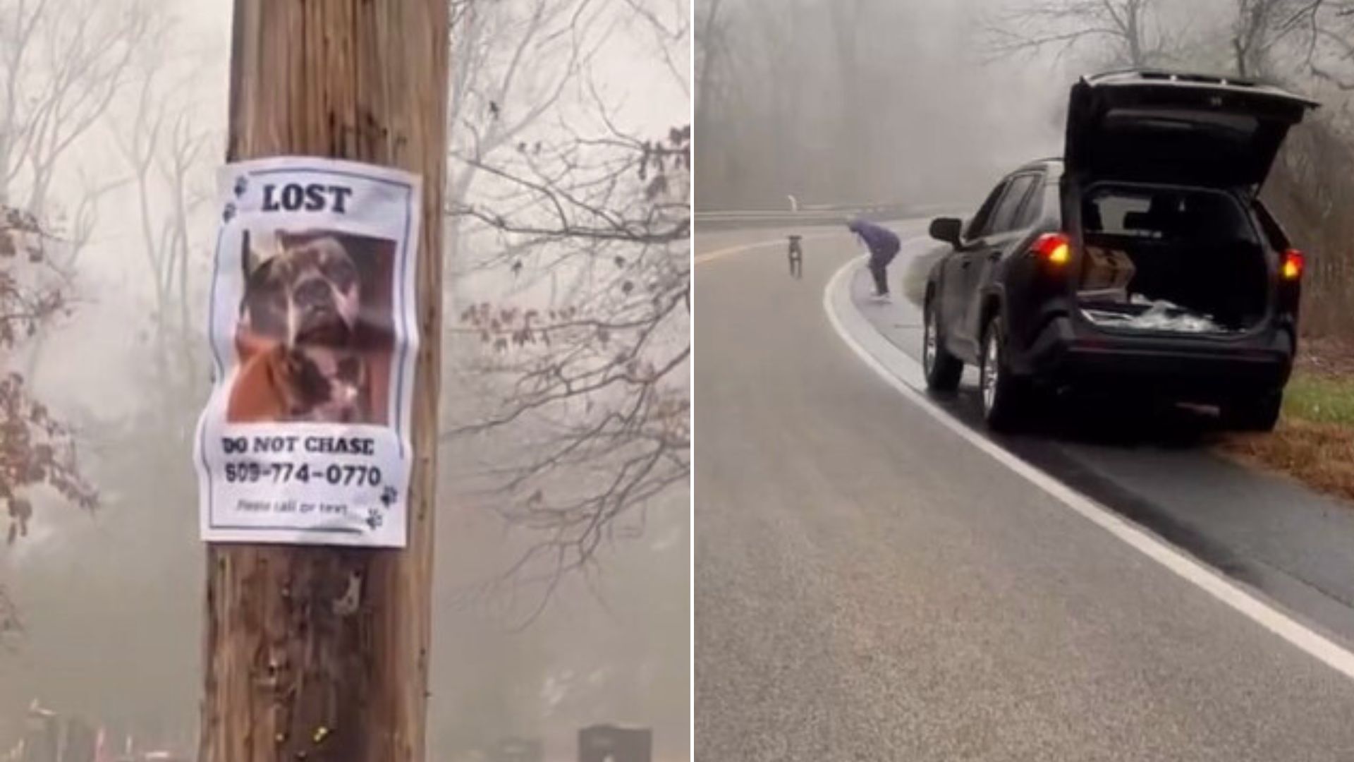 Rescuer Was Shocked When He Saw A Missing Dog On The Road So He Went To Help Him 