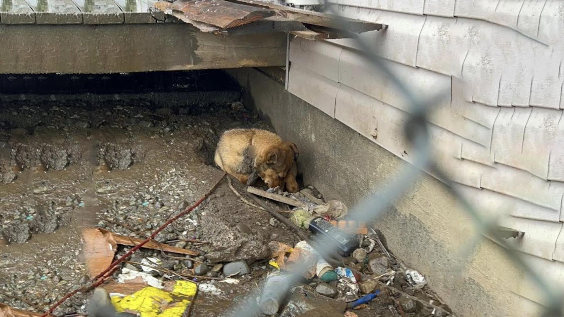 Rescuer Was Shocked To Find A Scared Little Puppy Hiding In A Pile Of Garbage