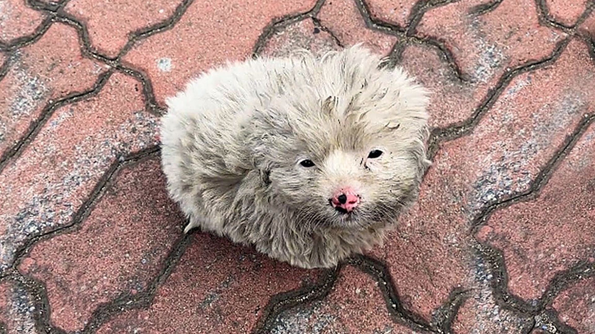 Rescuer Heartbroken To Find A Scared Dog On The Street Struggling In Freezing Cold