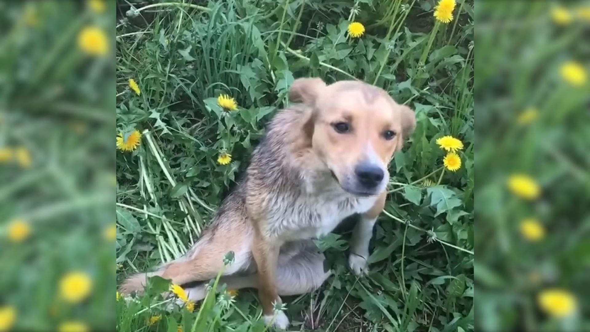 Rescuer Was Shocked To Find This Dog Who Had Been Injured And Dumped On The Side Of A Road