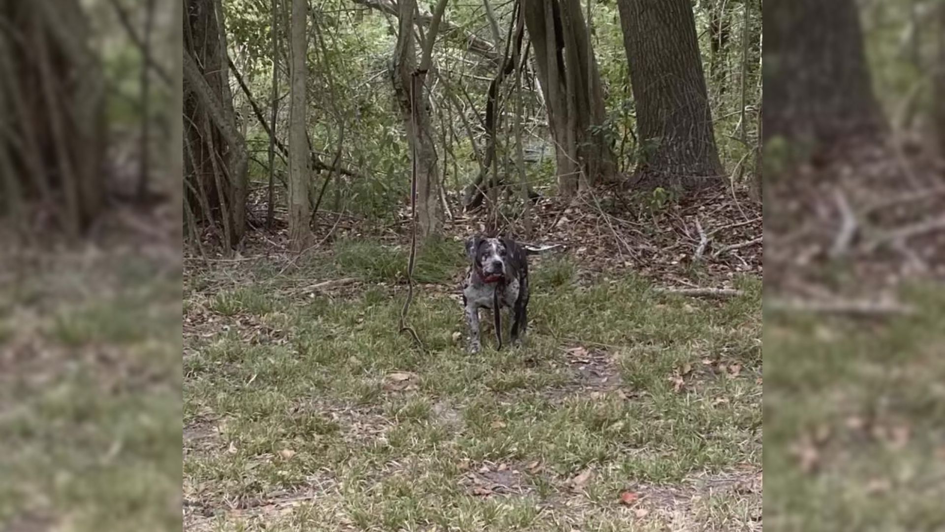 Rescuers Were Brought To Tears When They Saw What Somebody Did To This Dog Behind A Cemetery