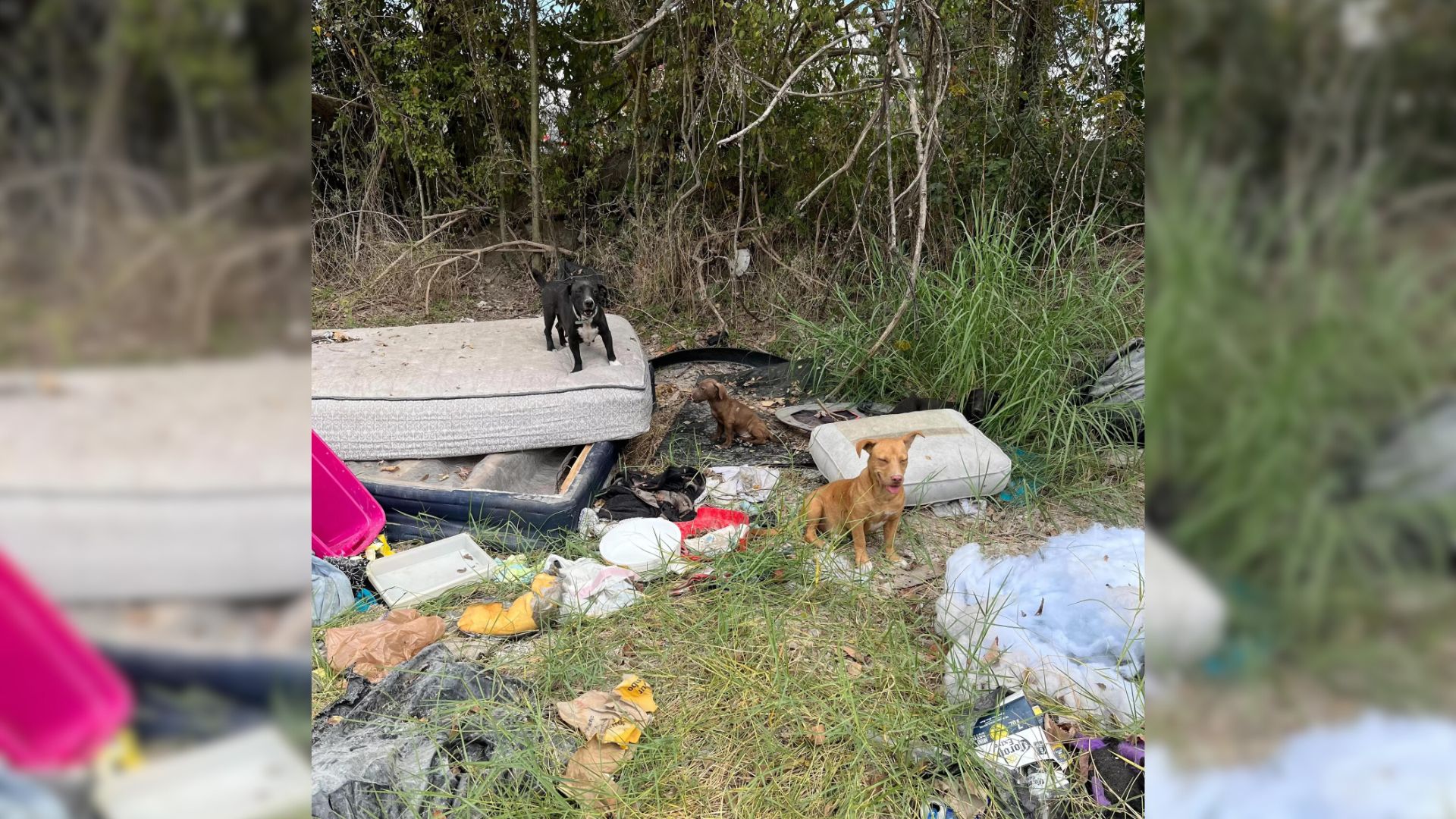 Rescuers Were Notified About 2 Pups Living In A Pile Of Trash Only To Be Surprised When They Arrived