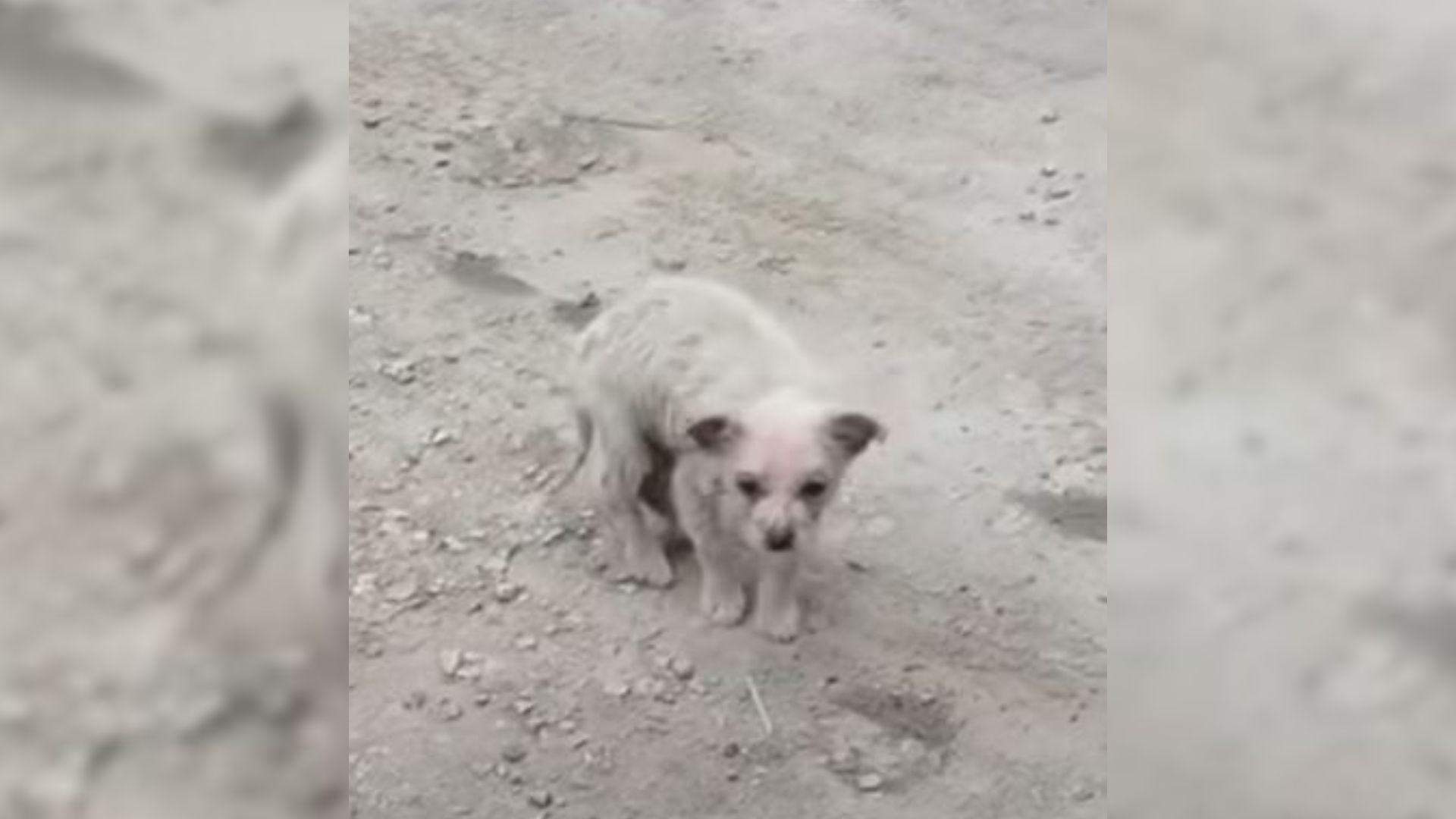 Kind Rescuer Finds A Severely Sick Puppy Outside His House And Decides To Help