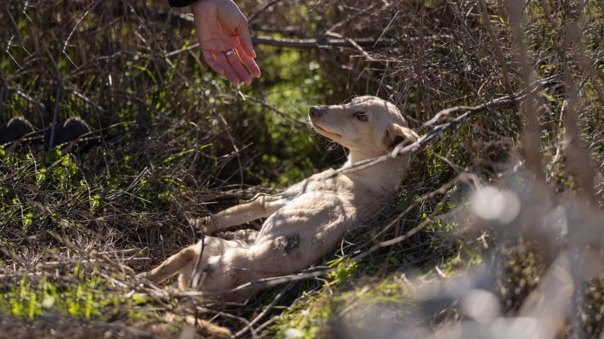 Rescuers Couldn’t Believe What They Found In Some Bushes Near A Busy Road