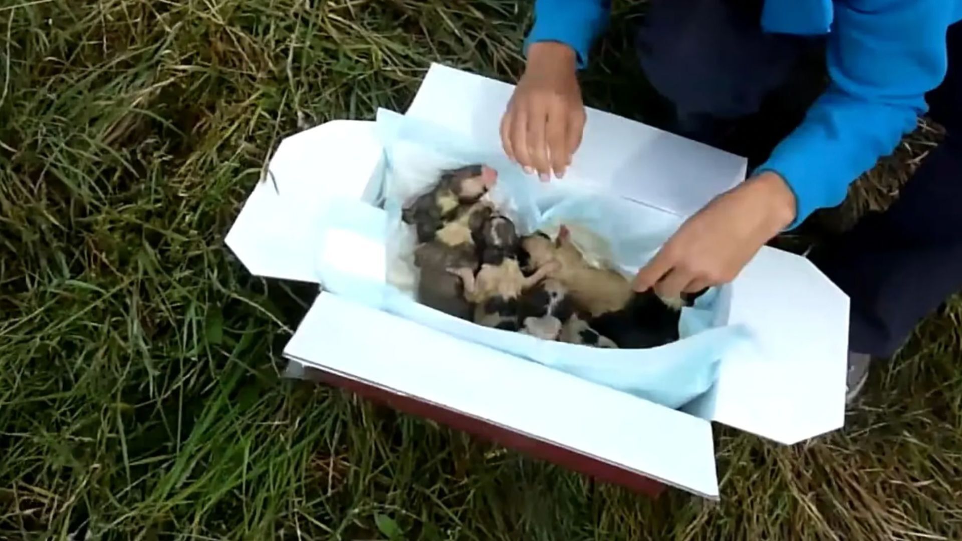 Rescuers Noticed A Box In The Bushes And Couldn’t Believe What They Found In It