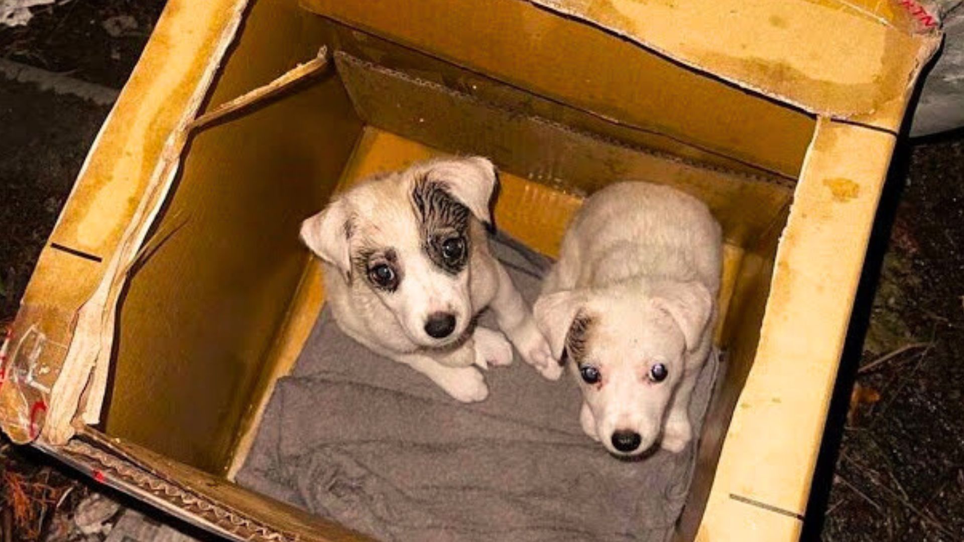 Rescuers Shocked By What They Found In A Cardboard Box Next To A Dumpster