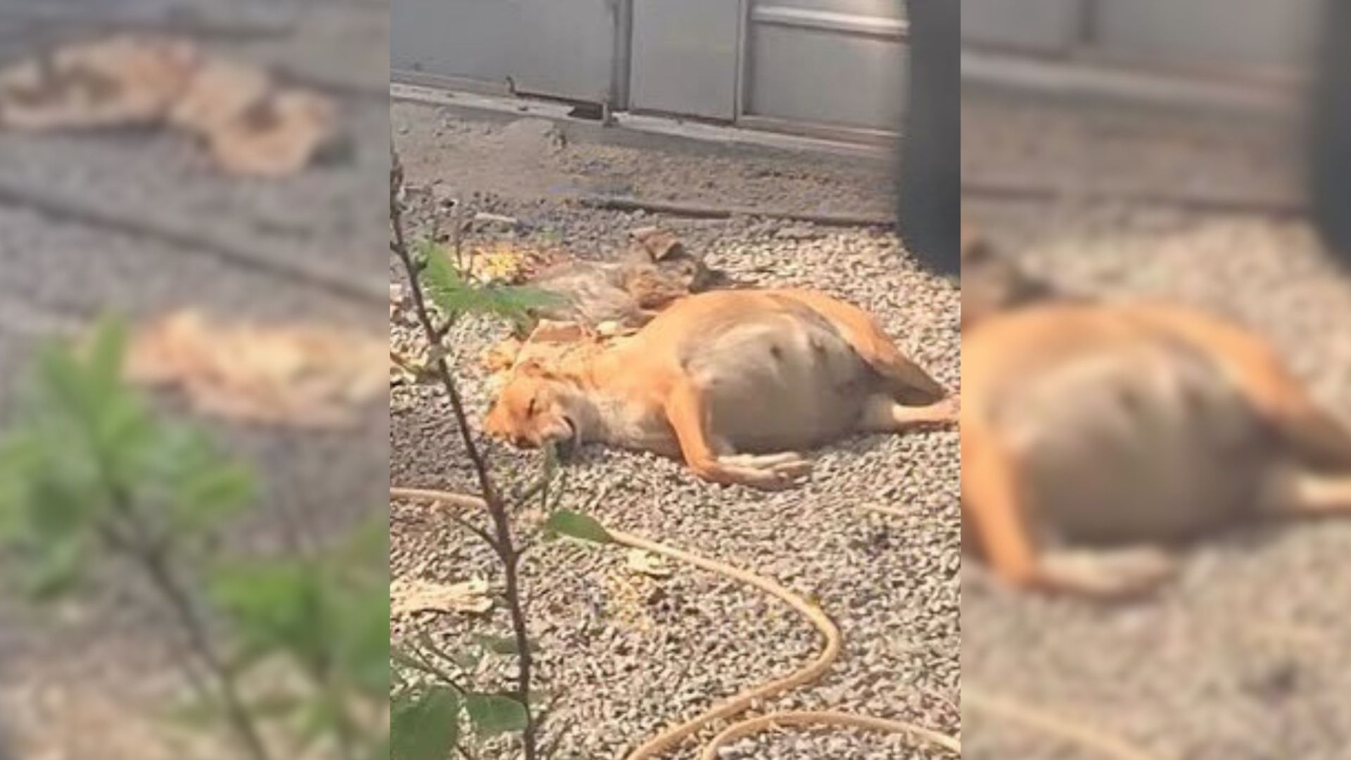 Rescuers Couldn’t Believe This Pregnant Dog Was Cruelly Dumped In The Backyard By Her Owners