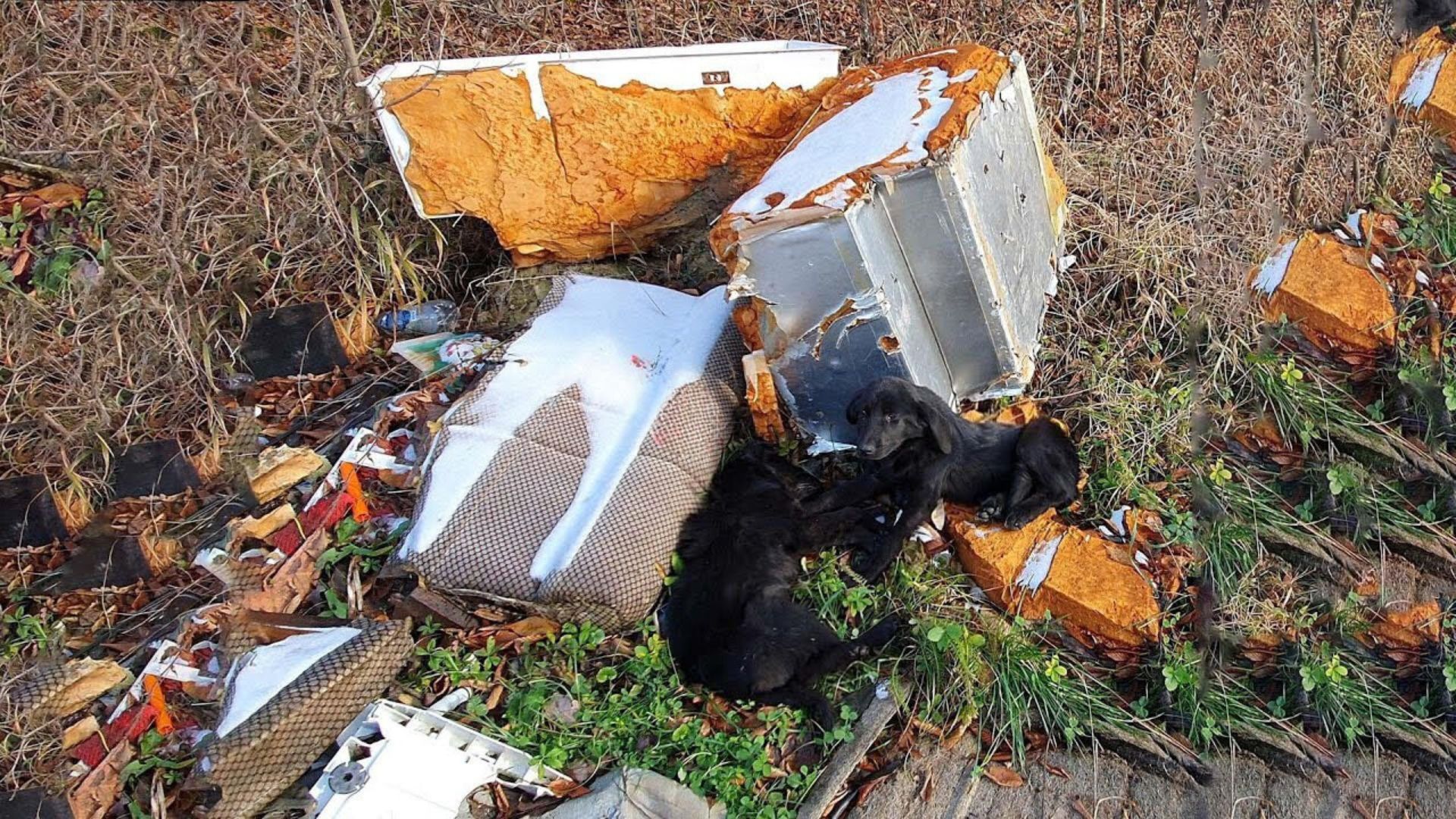 Rescuers Were Shocked To Find These Two Starving Puppies Living In Garbage, So They Rushed To Their Aid