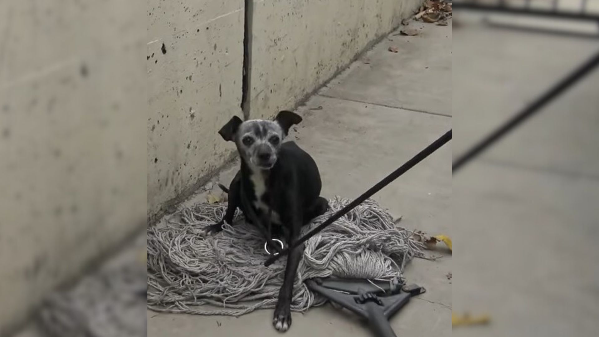 Rescuers From California Couldn’t Believe Their Eyes When They Found This Injured Dog Lying On A Mop