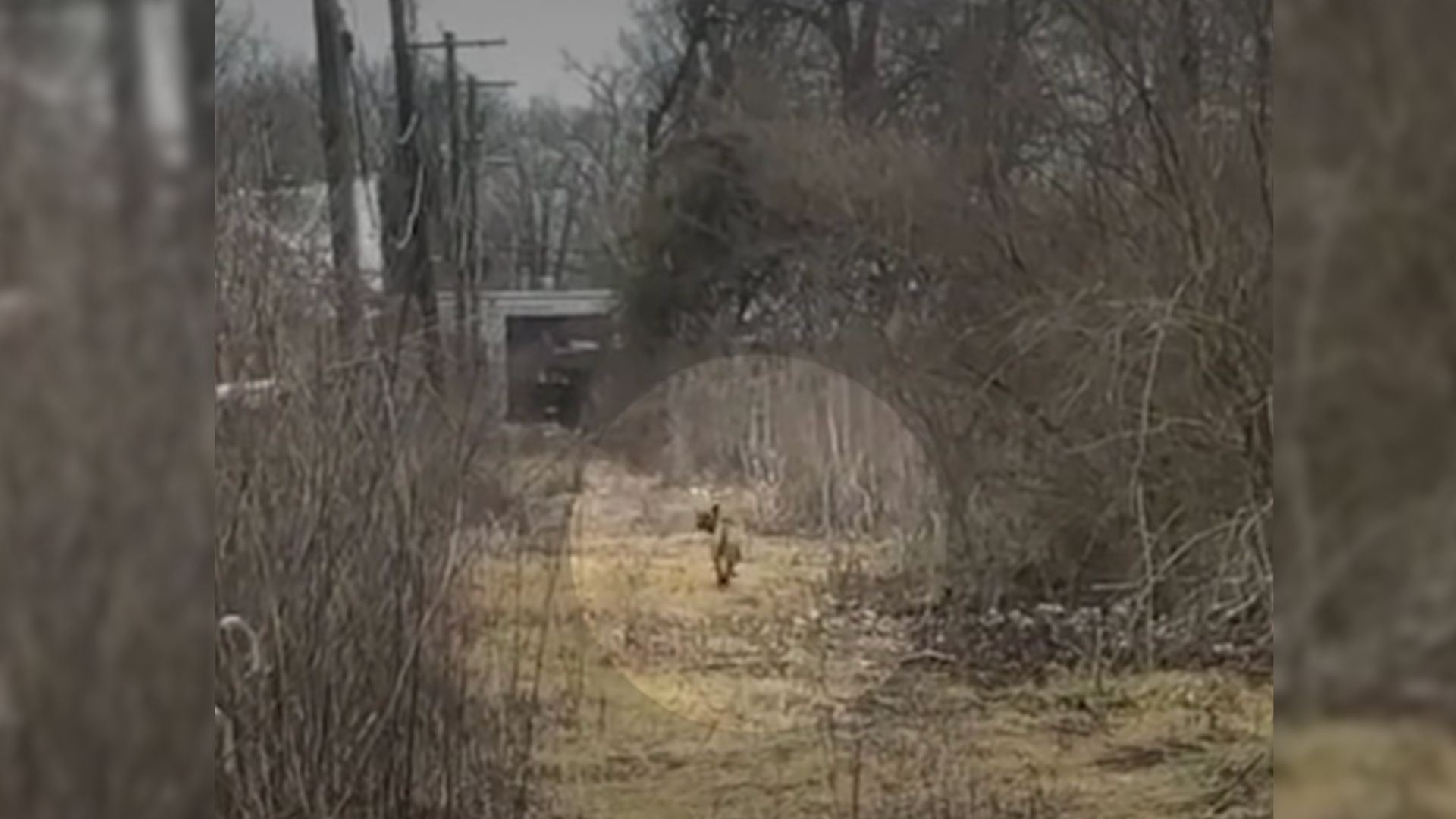 Rescuers Worked Hard To Save This Dog Family From An Abandoned House