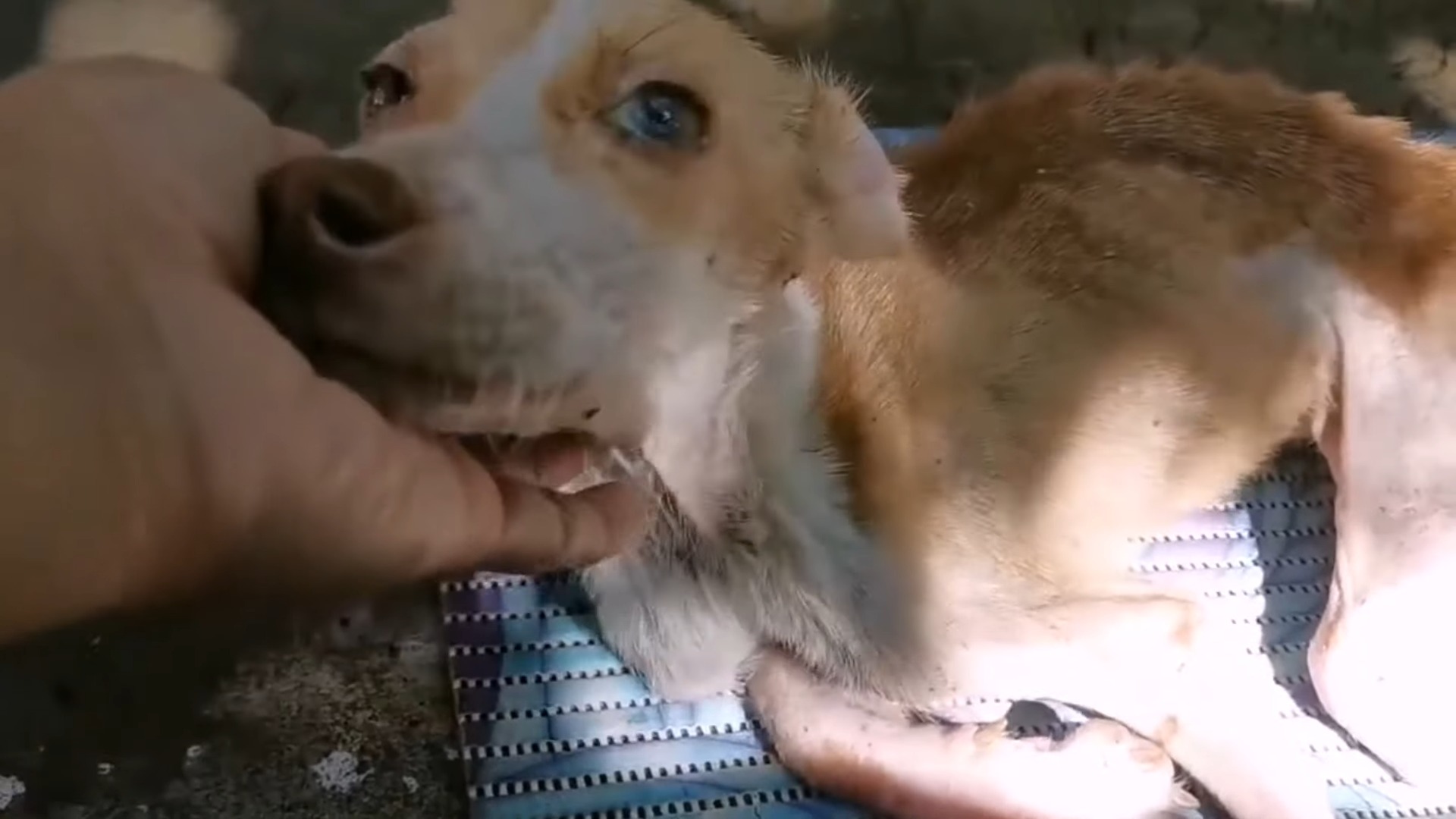 rescuer's hand holding dog's head