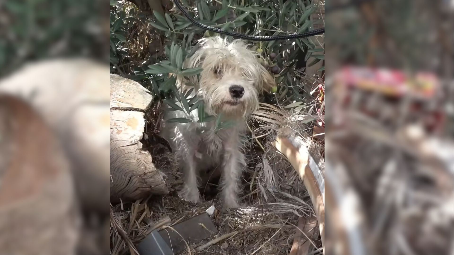 Rescuers Received A Call About A Scared Mama Dog In A Small Town And Rushed To Help