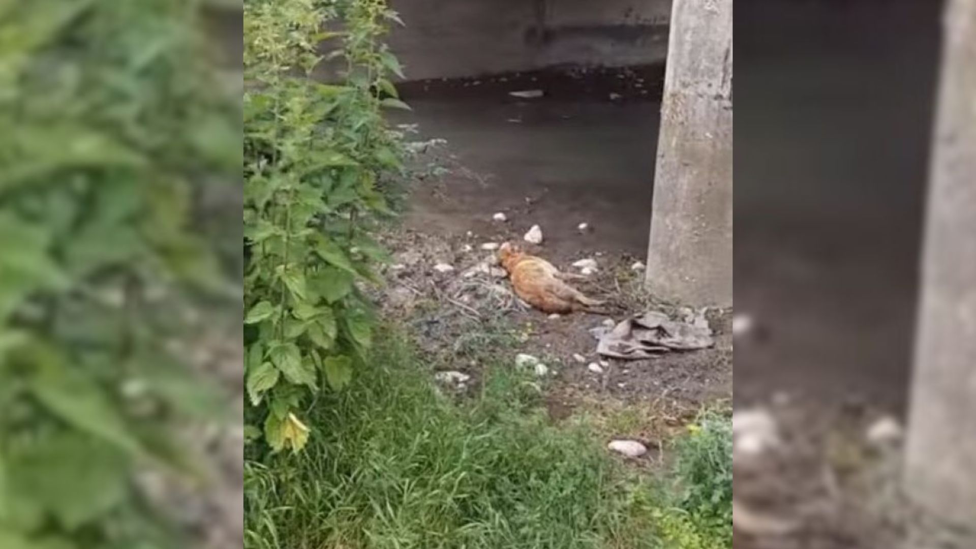 An injured dog lying under a bridge was struggling until a kind person noticed him and decided to help