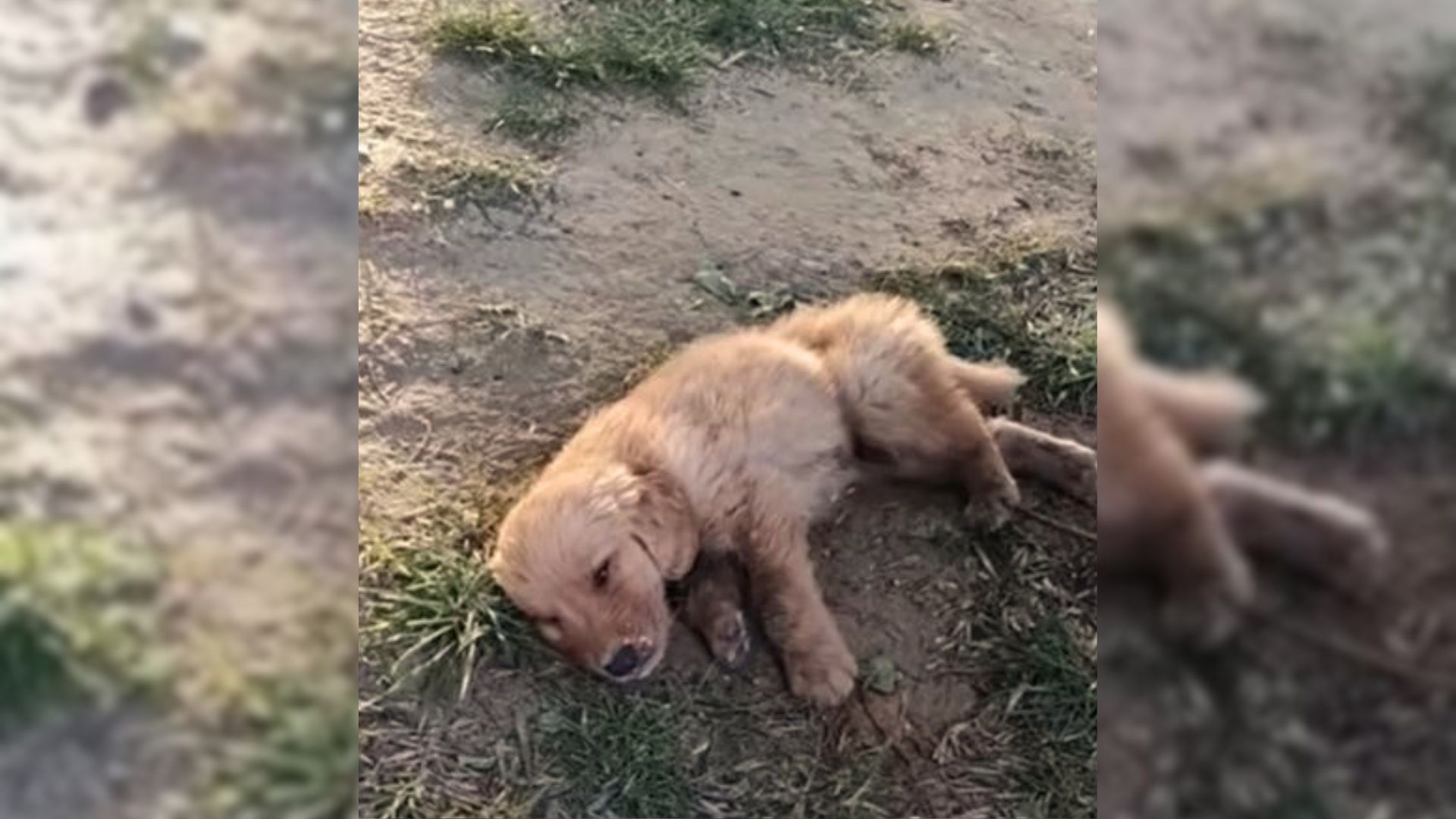 Rescuers Hear Weak Cries In A Park, Then Discover A Motionless Puppy Lying In The Grass