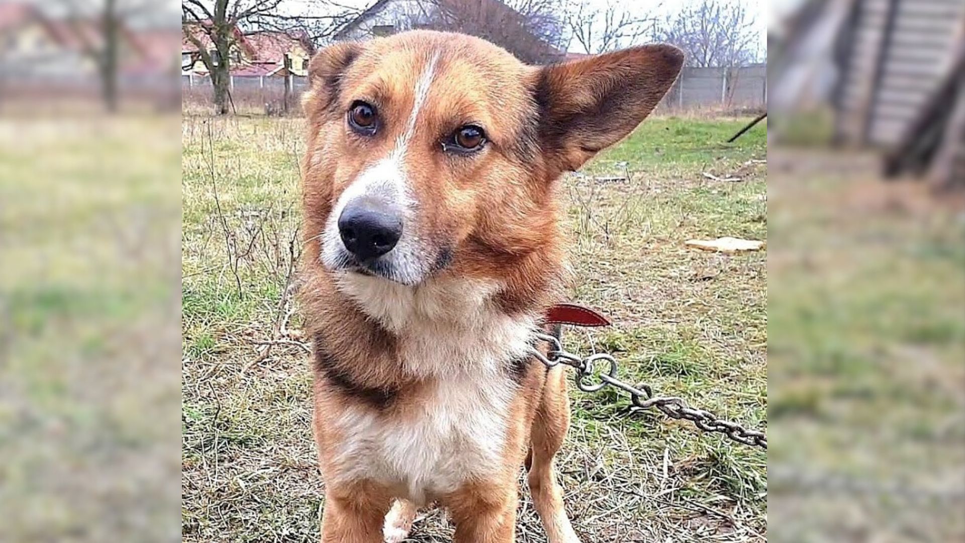 Rescuers Found This Chained Dog And Decided To Help Him Only To Learn Something Interesting About Him