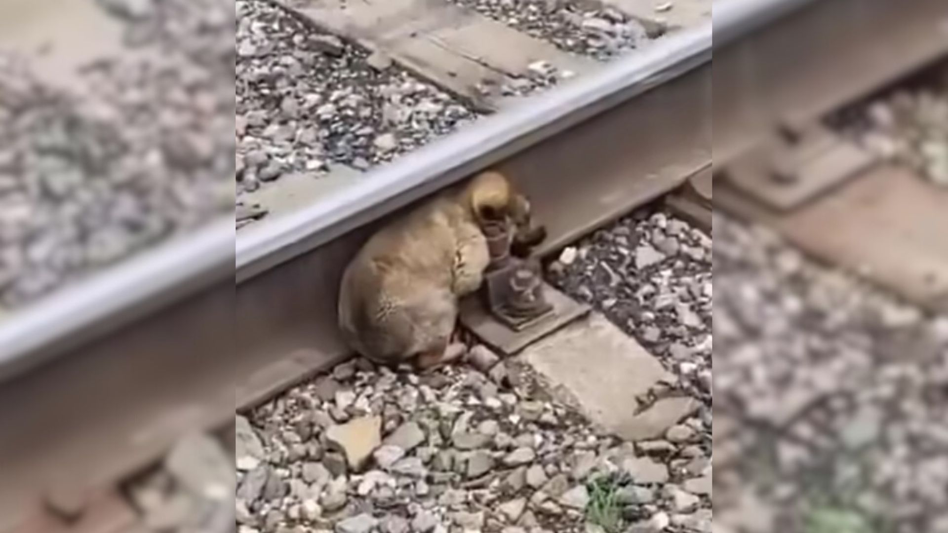 A rescuer spotted a three-week-old puppy on a railway and hurried to save him