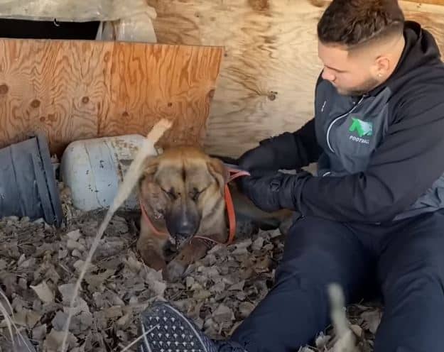 rescuers saving the gsd