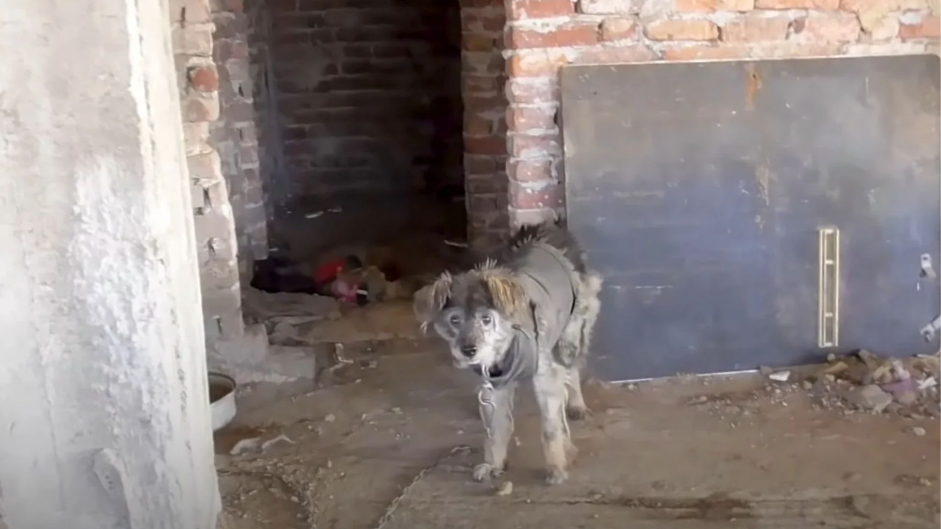 Rescuers Followed A Stray Dog Into An Abandoned Building And Were Shocked By What They Saw