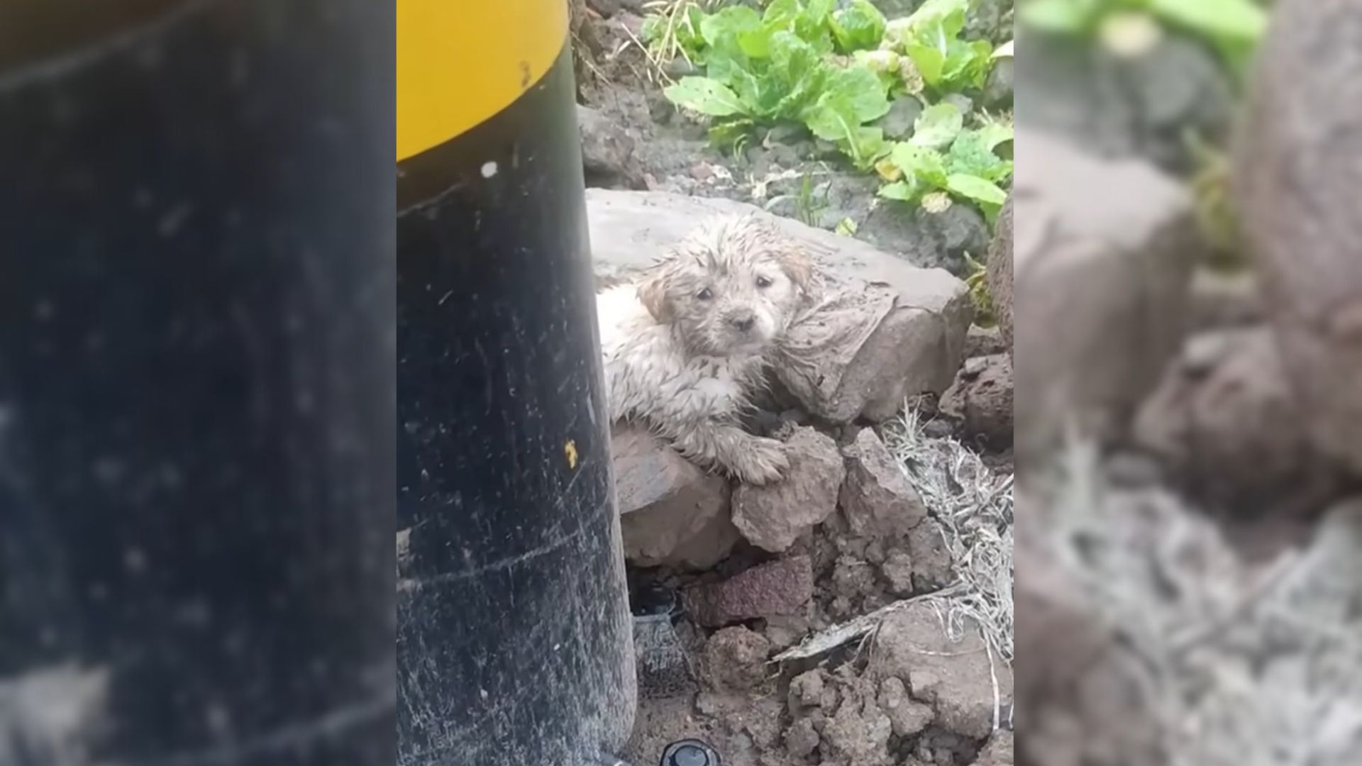 Puppy Who Was Found Completely Covered In Mud Is Now Living The Best Life Ever